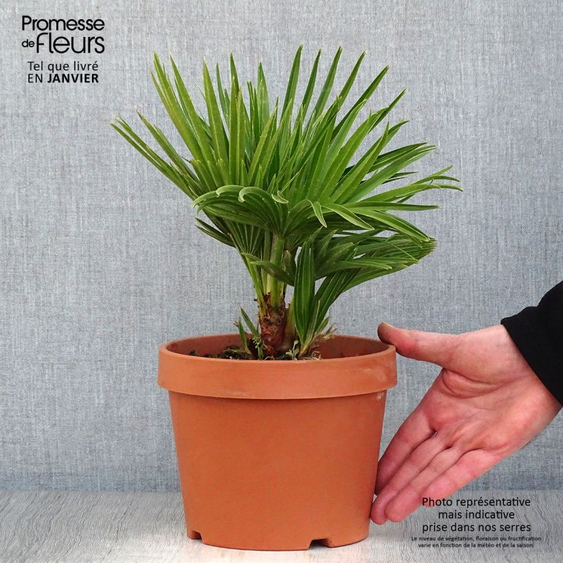 Chamaerops humilis Vulcano - Dwarf Fan Palm 2L/3L pot sample as delivered in winter