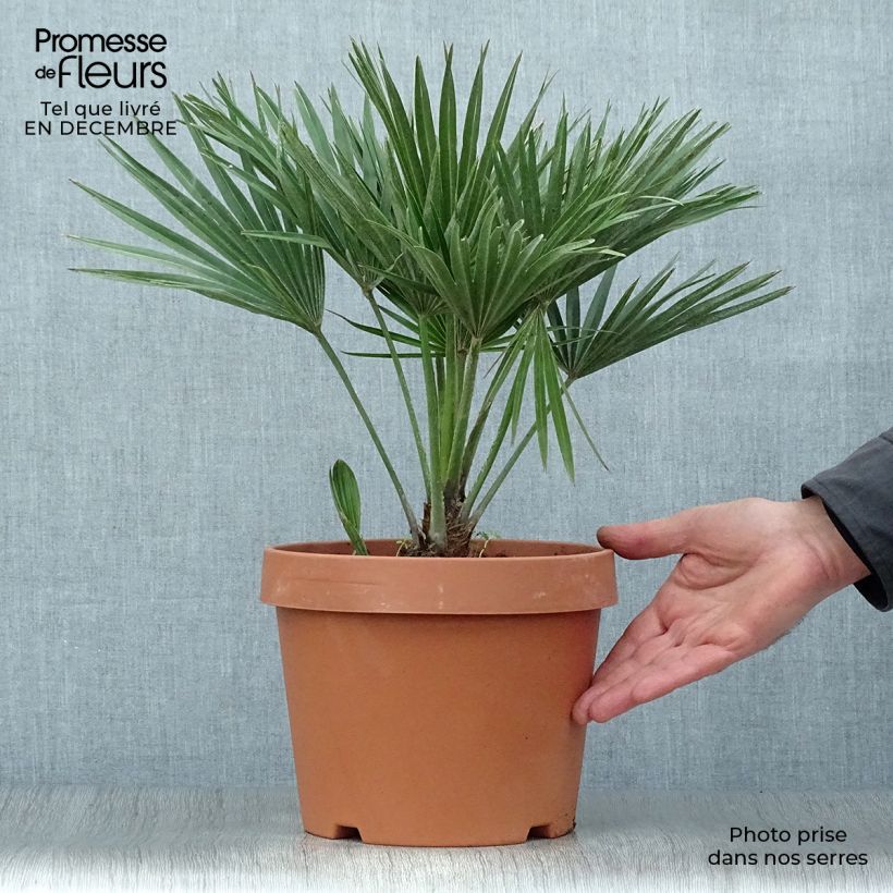 Chamaerops humilis Vulcano - Dwarf Fan Palm 4L/5L pot sample as delivered in winter