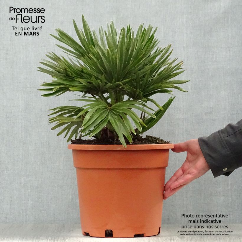Chamaerops humilis Vulcano - Dwarf Fan Palm 6L/7L pot sample as delivered in spring