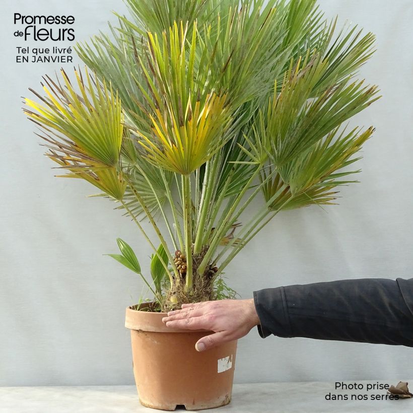 Chamaerops humilis Vulcano - Dwarf Fan Palm 6L/7L pot sample as delivered in winter