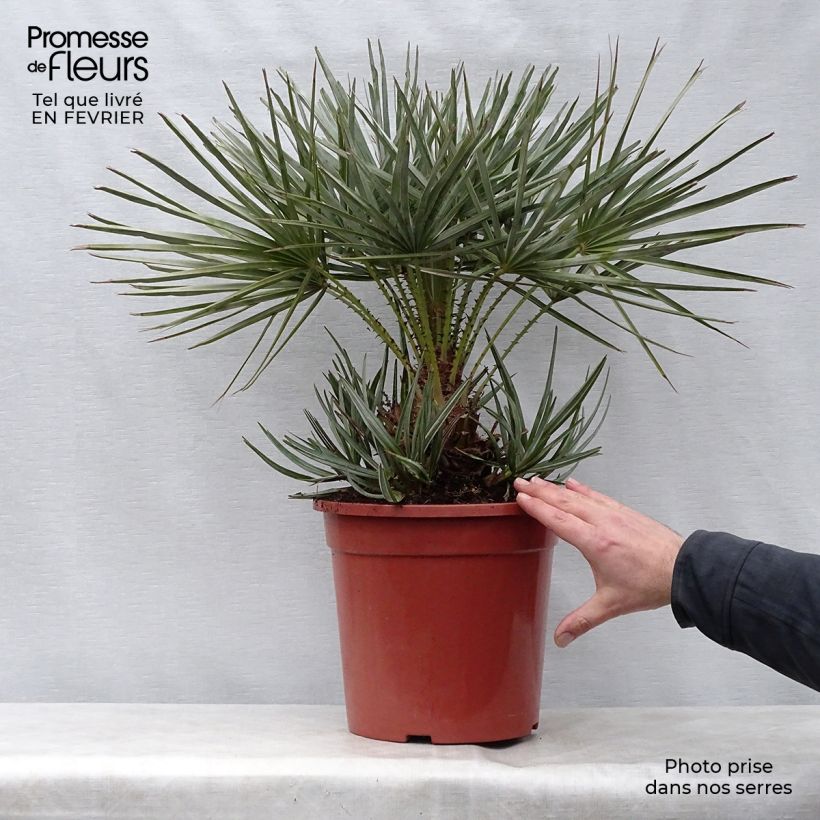 Chamaerops humilis var. cerifera - Dwarf Fan Palm 7.5L/10L pot sample as delivered in winter