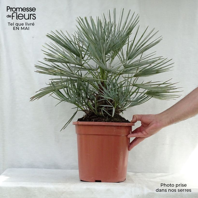 Chamaerops humilis var. cerifera - Dwarf Fan Palm 7.5L/10L pot sample as delivered in spring