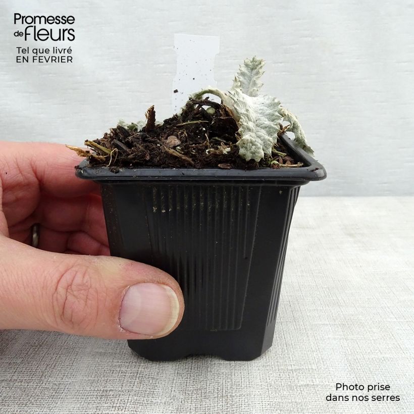 Onopordum nervosum 8/9 cm pot sample as delivered in winter
