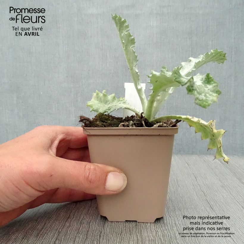 Onopordum nervosum 8/9 cm pot sample as delivered in spring