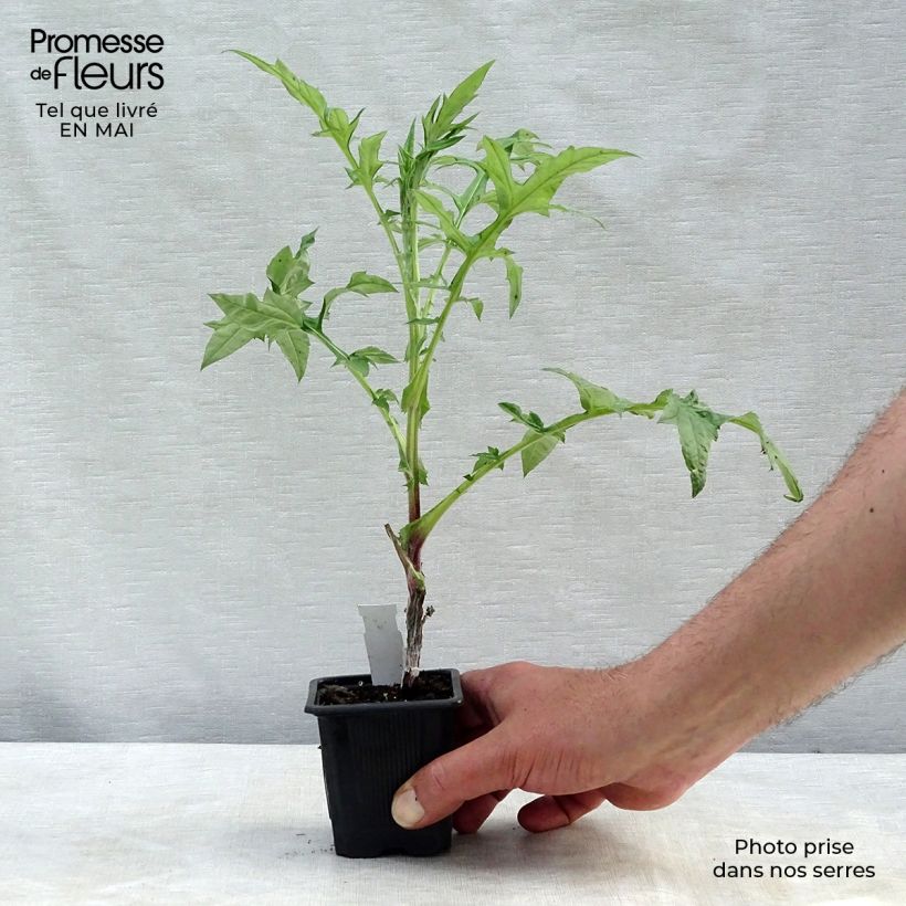 Echinops bannaticus Star Frost 8/9 cm pot sample as delivered in spring