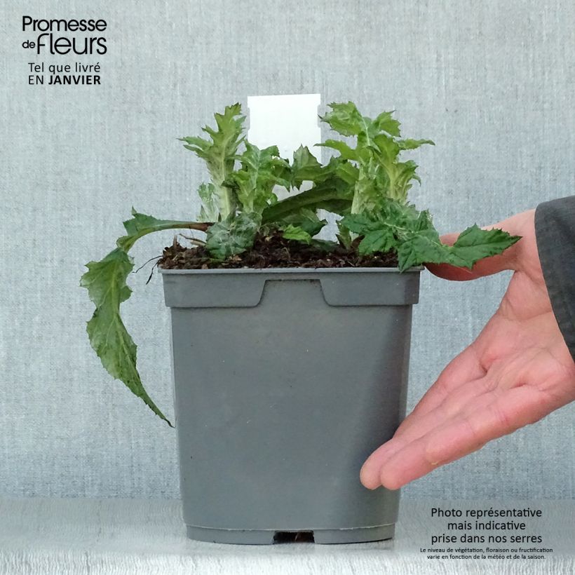 Echinops ritro 2L/3L pot sample as delivered in winter
