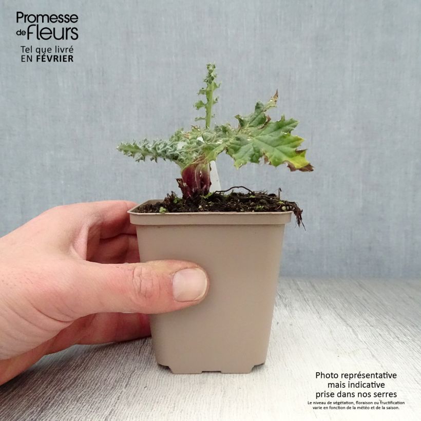 Echinops sphaerocephalum Arctic Glow 8/9 cm pot sample as delivered in winter