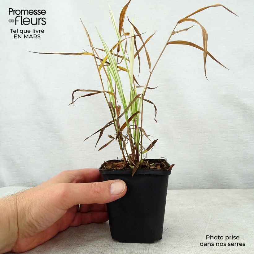 Chasmanthium latifolium River Mist 8/9 cm pot sample as delivered in spring