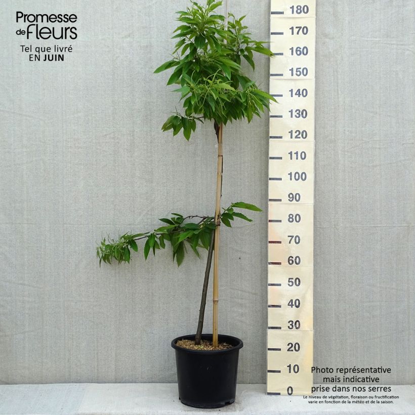 Chestnut Marigoule - Castanea sativa 7.5L/10L pot, Sapling sample as delivered in spring