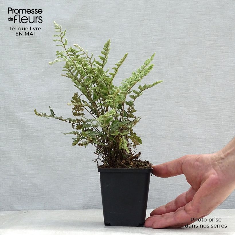 Cheilanthes lanosa 8/9 cm pot sample as delivered in spring