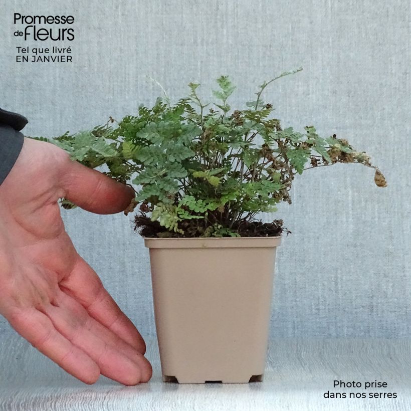 Cheilanthes lanosa 8/9 cm pot sample as delivered in winter