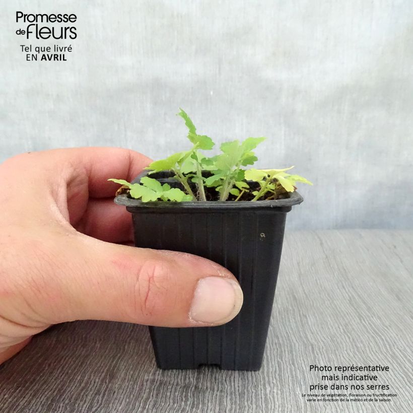 Chelidonium majus 7/8 cm pot sample as delivered in spring