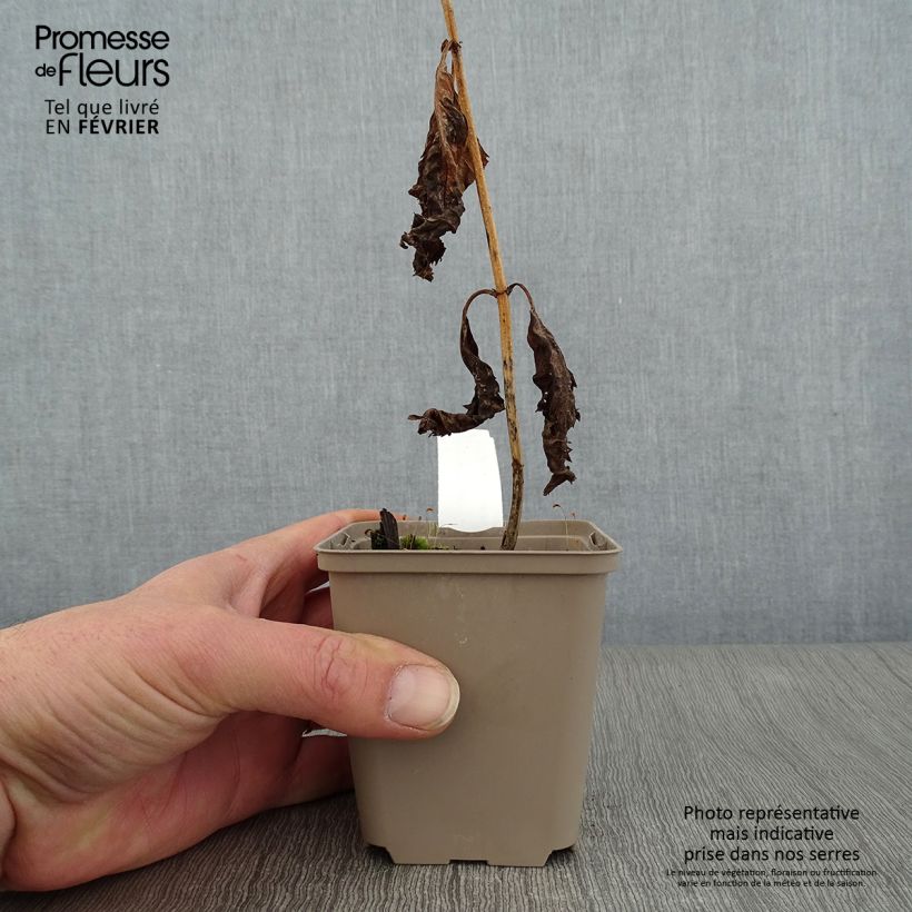 Chelone lyonii Hot Lips 8/9 cm pot sample as delivered in winter