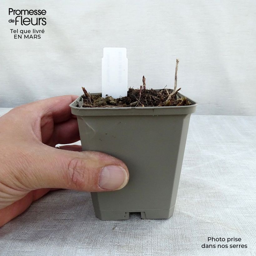 Chelone obliqua 8/9 cm pot sample as delivered in winter