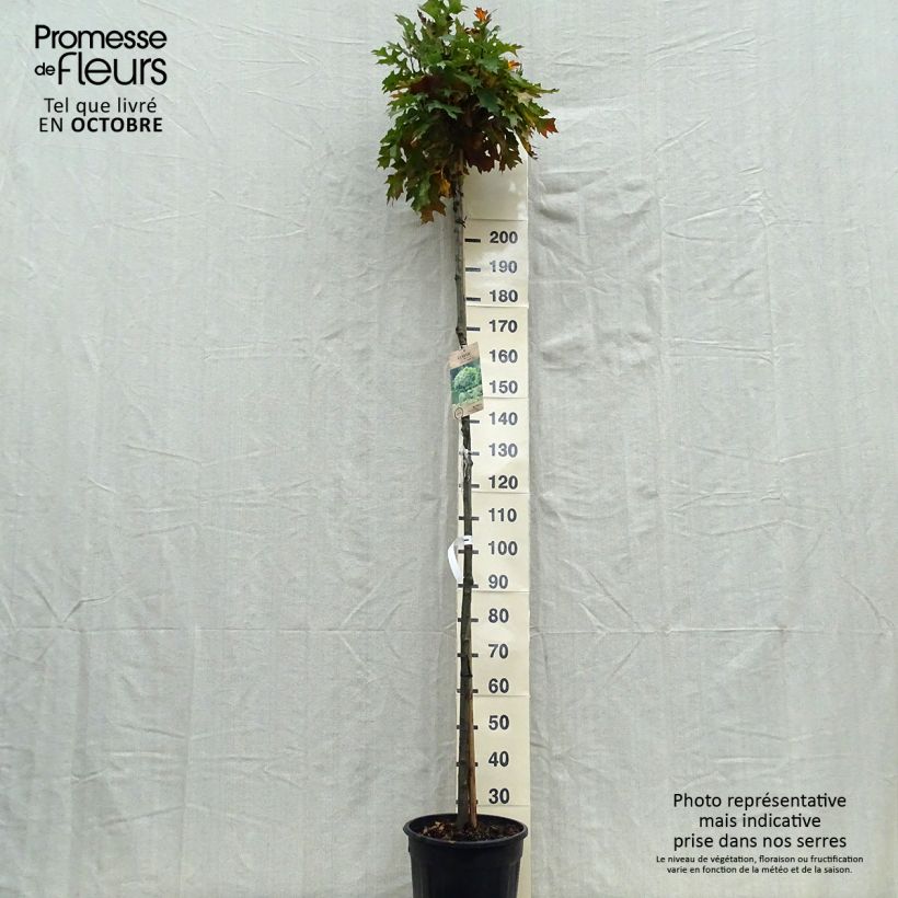 Quercus palustris Green Dwarf - Pin Oak 18L/20L pot sample as delivered in autumn