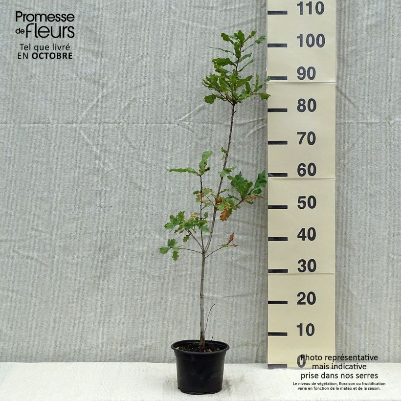 English Oak - Quercus robur 2L/3L pot sample as delivered in autumn
