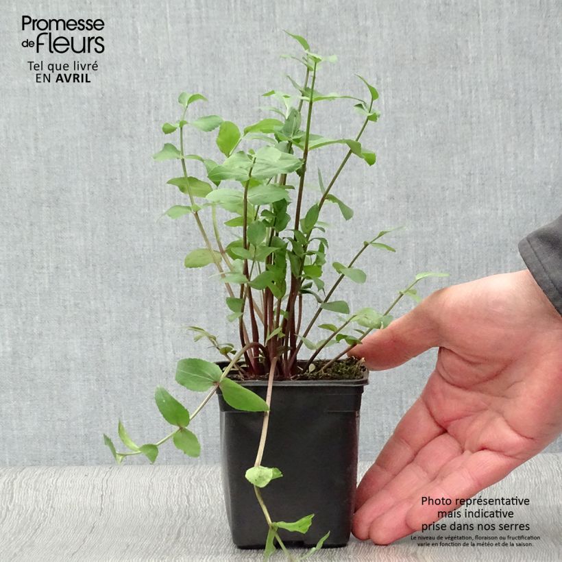 BIO Skirret - Sium sisarum 8/9 cm pot sample as delivered in spring