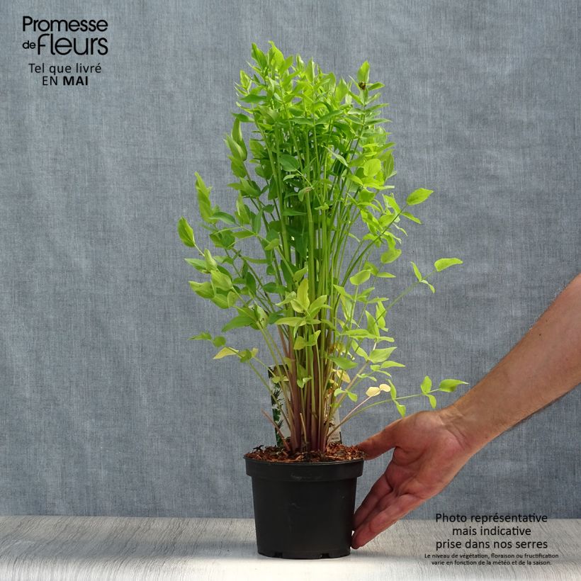 Chervis - Sium sisarum 1.5L/2L pot sample as delivered in spring