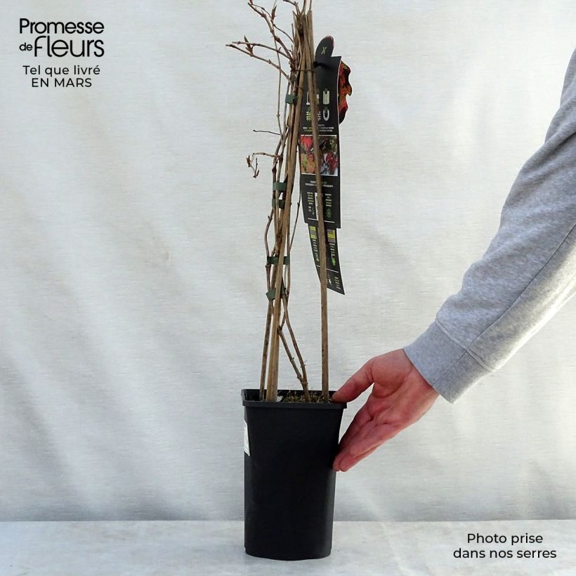 Lonicera x brownii Dropmore Scarlet 2L/3L pot sample as delivered in spring