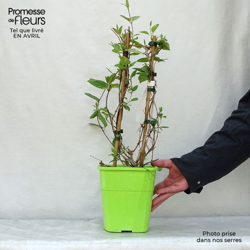 Lonicera japonica Mint Crisp 1.5L/2L pot sample as delivered in spring