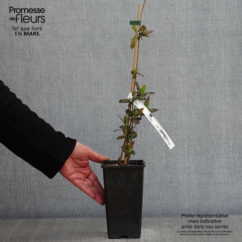 Lonicera  Mandarin 1.5L/2L pot sample as delivered in winter