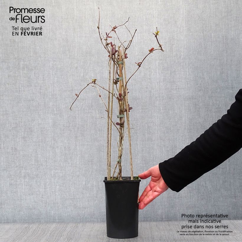 Lonicera caprifolium  1.5L/2L pot sample as delivered in winter