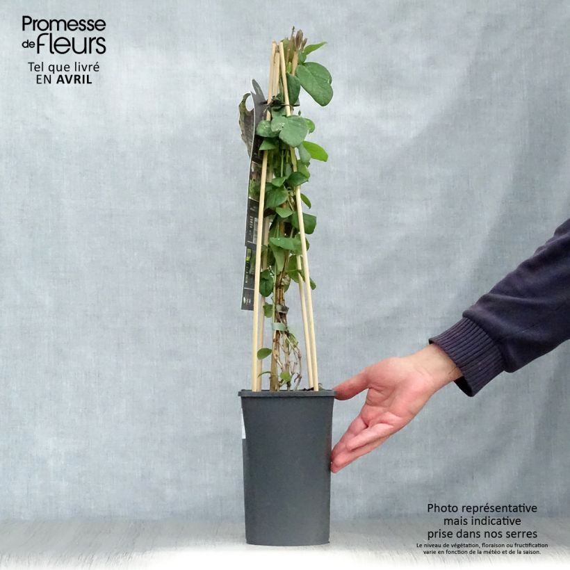 Lonicera caprifolium  1.5L/2L pot sample as delivered in spring