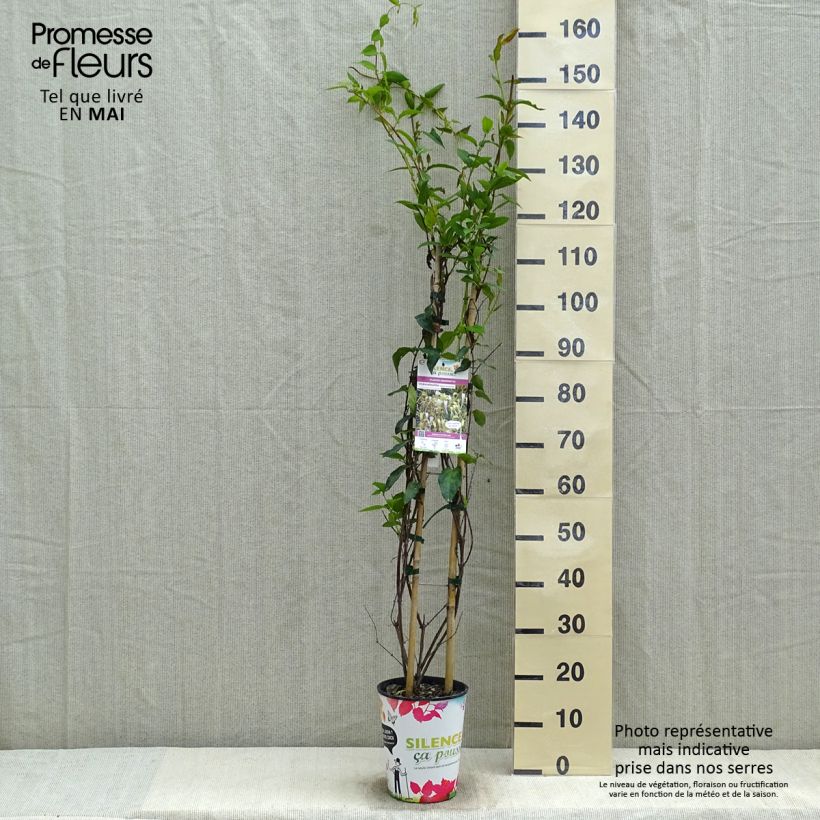 Lonicera similis var. delavayi  4L/5L pot sample as delivered in spring