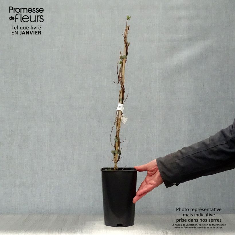 Lonicera x heckrottii American Beauty 1.5L/2L pot sample as delivered in winter