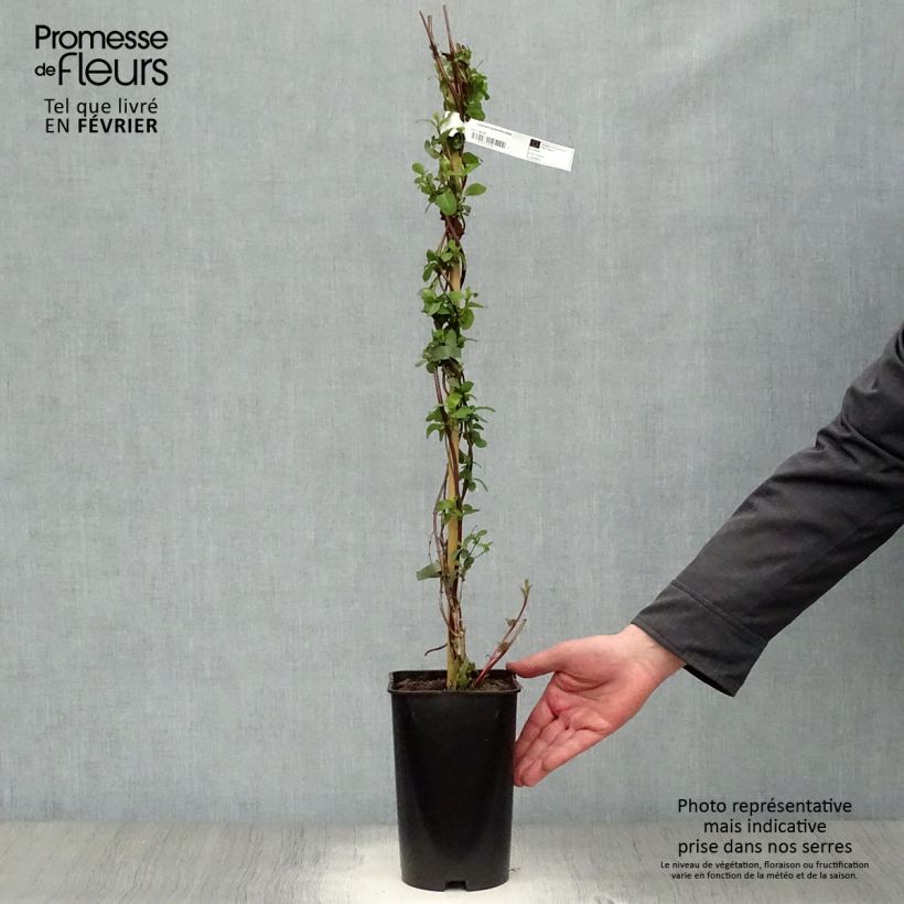 Lonicera japonica Aureoreticulata 2L/3L pot sample as delivered in winter