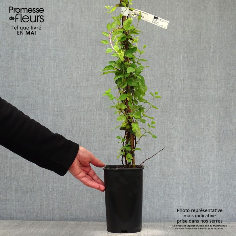 Lonicera japonica Aureoreticulata 2L/3L pot sample as delivered in spring