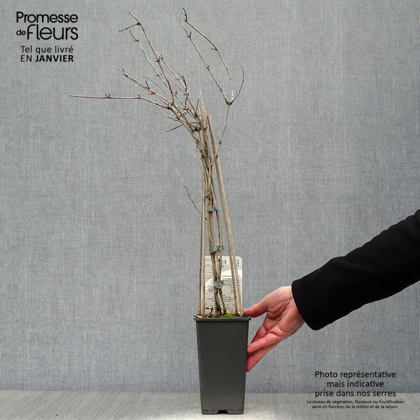 Lonicera periclymenum Belgica 1.5L/2L pot sample as delivered in winter