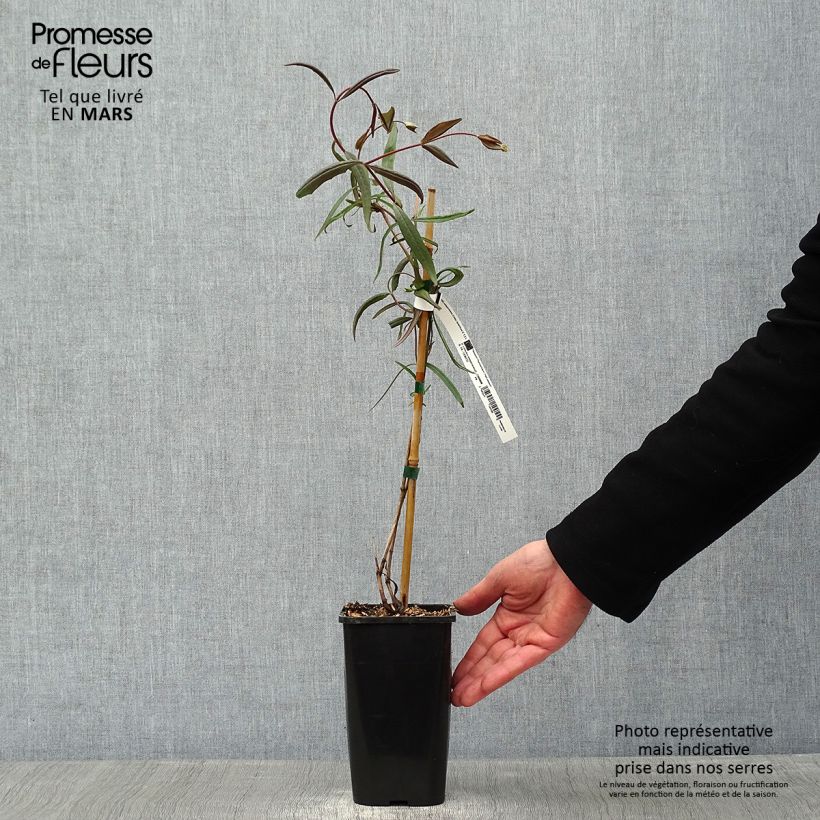 Lonicera sempervirens Cedar Lane 1.5L/2L pot sample as delivered in winter