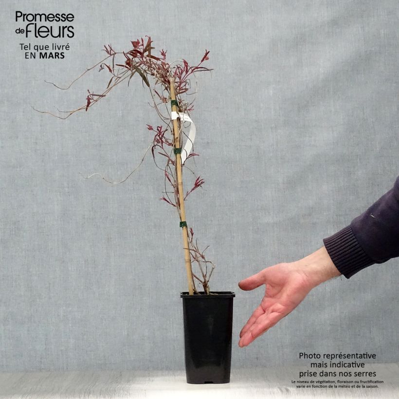 Lonicera sempervirens Cedar Lane 1.5L/2L pot sample as delivered in spring