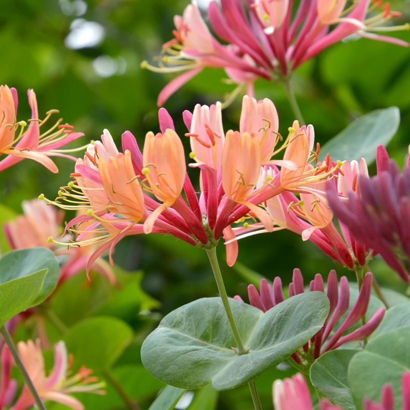 Lonicera x heckrottii (Flowering)