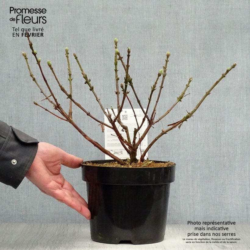 Lonicera caerulea var. kamtschatica Blue Velvet - May Berry 1.5L/2L pot, Bush sample as delivered in winter