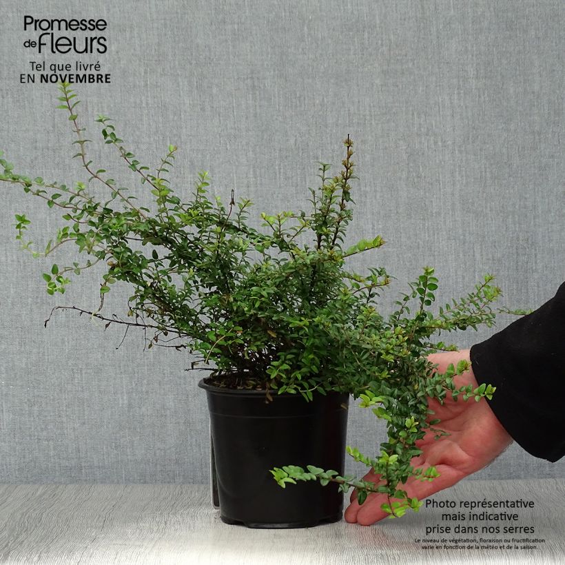 Lonicera nitida Ernest Wilson - Box Honeysuckle 1L/1.5L pot sample as delivered in autumn
