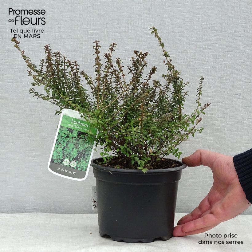 Lonicera nitida Ernest Wilson - Box Honeysuckle 2L/3L pot sample as delivered in spring