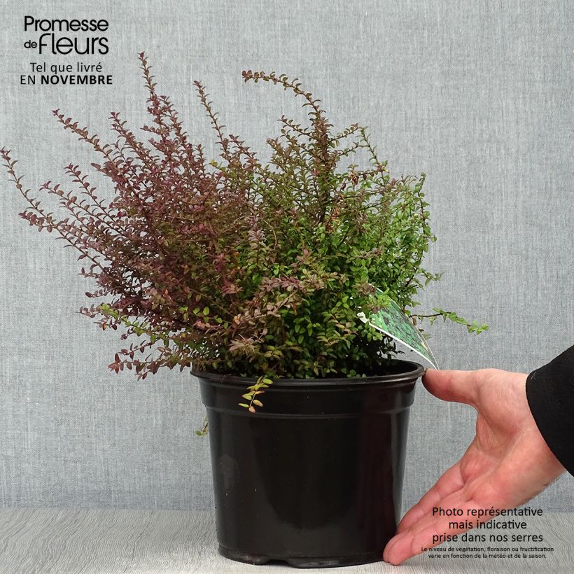 Lonicera nitida Ernest Wilson - Box Honeysuckle 2L/3L pot sample as delivered in autumn