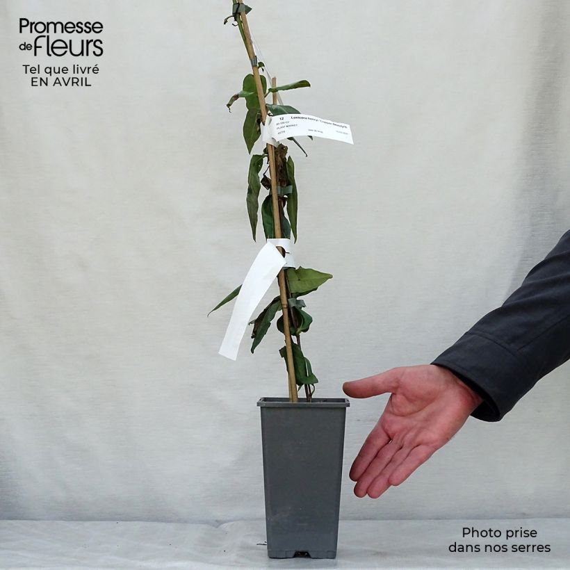 Lonicera henryi Copper Beauty - Henry's honeysuckle 2L/3L pot sample as delivered in spring