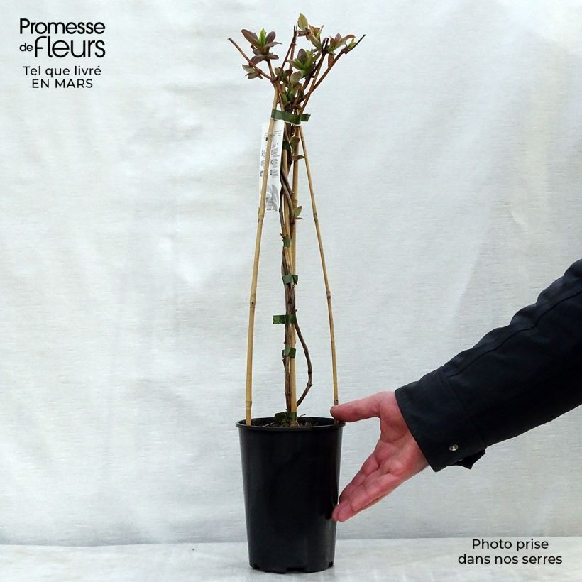 Lonicera x tellmaniana - Tellmann's Honeysuckle 2L/3L pot sample as delivered in spring