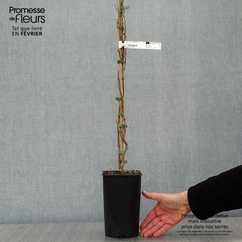 Lonicera x tellmaniana - Tellmann's Honeysuckle 2L/3L pot sample as delivered in winter