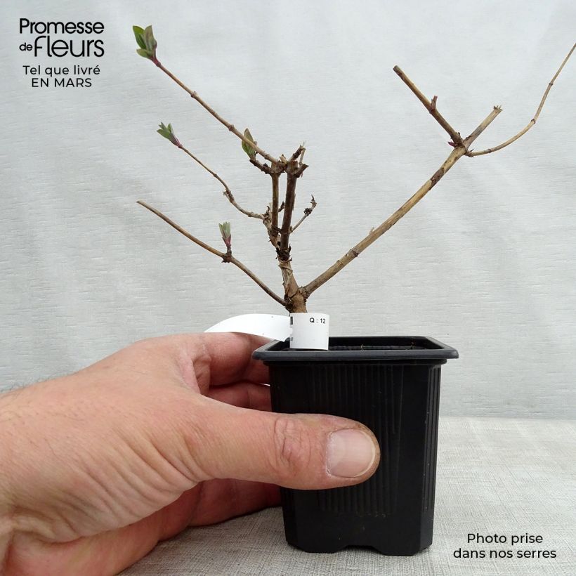 Lonicera periclymenum Graham thomas 8/9 cm pot sample as delivered in spring