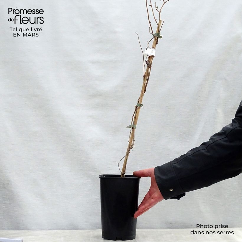 Lonicera periclymenum Serotina 2L/3L pot sample as delivered in spring