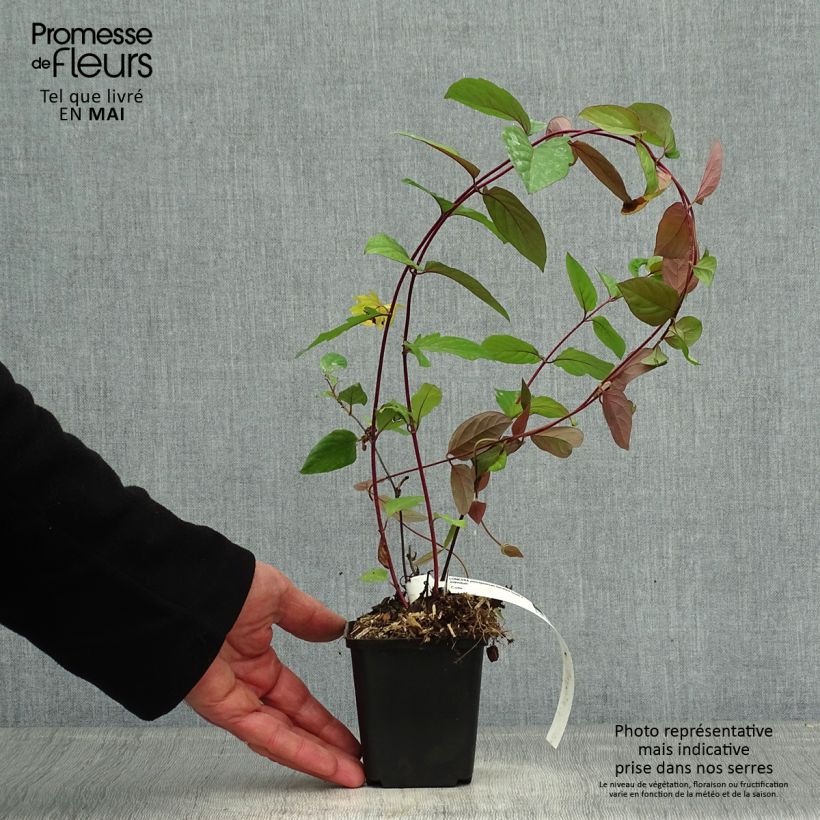 Lonicera periclymenum Serotina 8/9 cm pot sample as delivered in spring