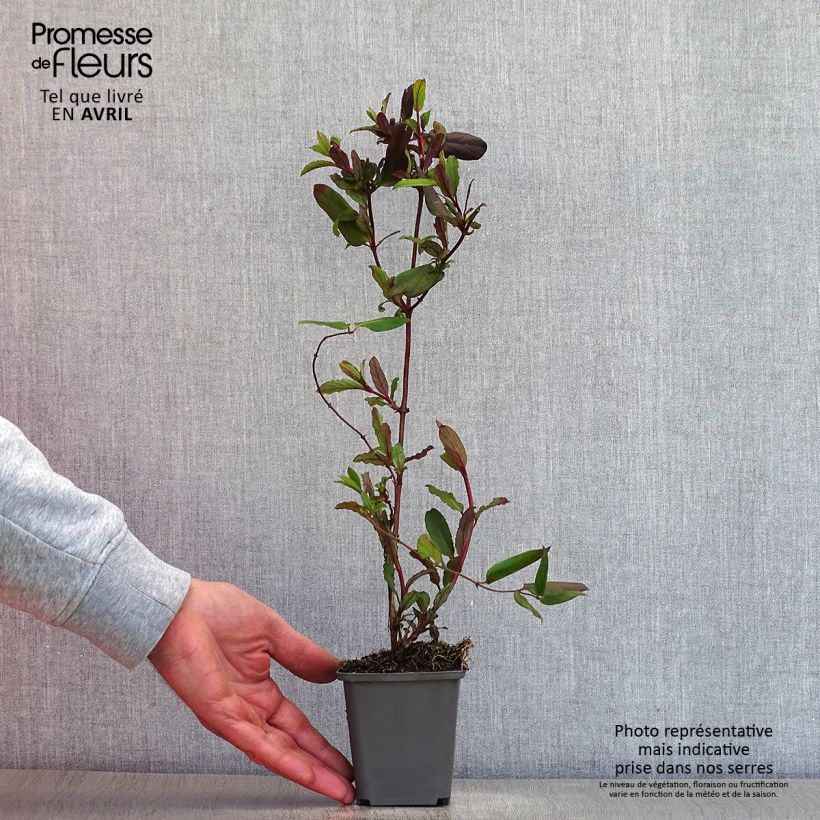 Lonicera japonica Dart's Acumen 8/9 cm pot sample as delivered in spring