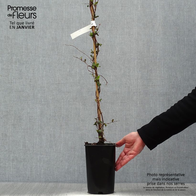 Lonicera japonica Dart's world 3L/4L pot sample as delivered in winter