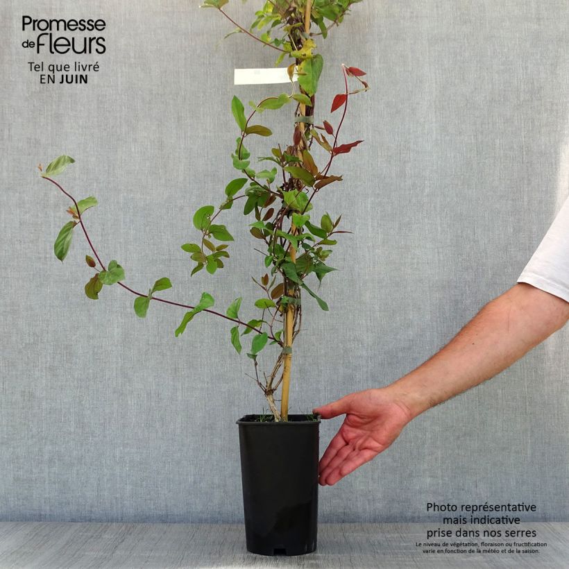 Lonicera japonica Sinensis - Chinese Honeysuckle 2L/3L pot sample as delivered in spring