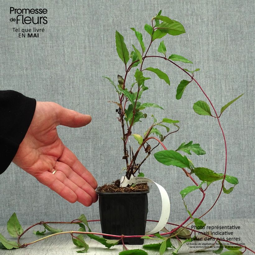 Lonicera japonica Sinensis - Chinese Honeysuckle 8/9 cm pot sample as delivered in spring
