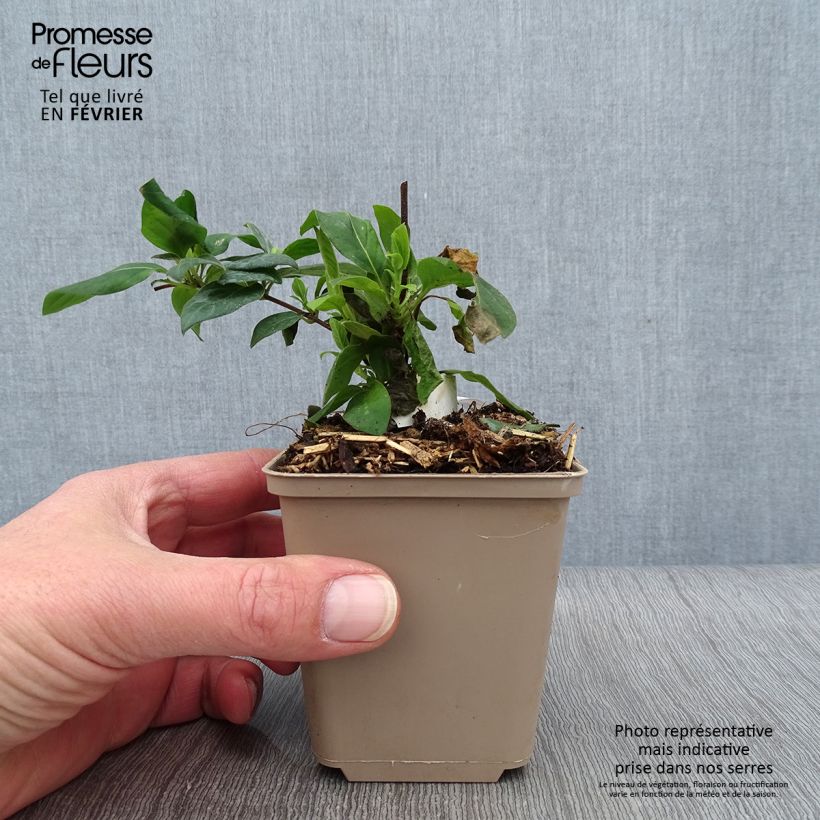 Lonicera japonica Hall's Prolific - Japanese Honeysuckle 8/9 cm pot sample as delivered in winter